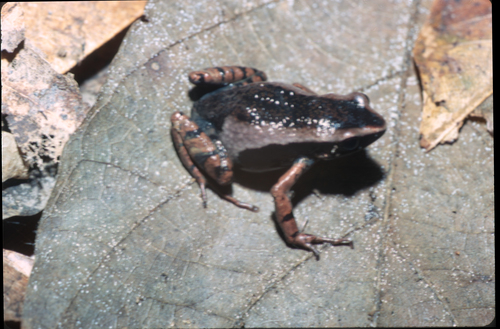 Black Long-fingered Frog
