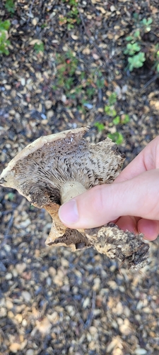 iNaturalist observation photo of golden milkcap