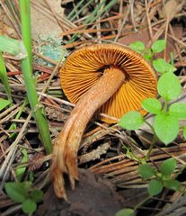 Inocybe cinnamomea