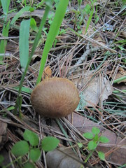 Inocybe cinnamomea
