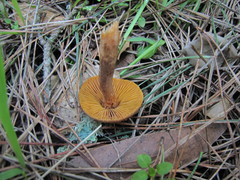 Inocybe cinnamomea