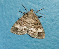 Pseudocoremia indistincta