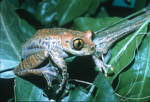 Plain Treefrog, Leptopelis modestus