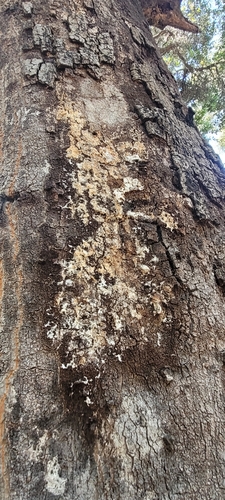iNaturalist observation photo of wet rot
