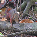 Large Treeshrew - Photo (c) stefanie_de_win, some rights reserved (CC BY-NC), uploaded by stefanie_de_win