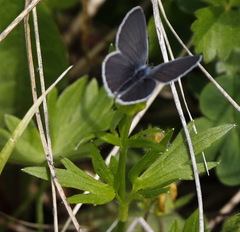 Ranunculus propinquus
