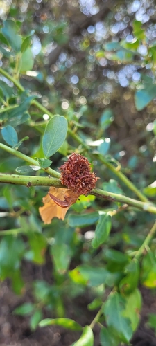 iNaturalist observation photo of Ceanothus Bud Gall Midge