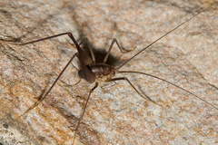 Euhadenoecus puteanus