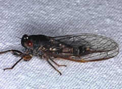 Yoyetta fluviatilis