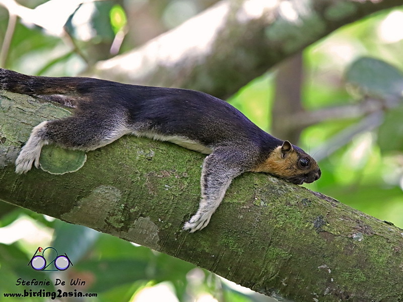 Pale Giant Squirrel