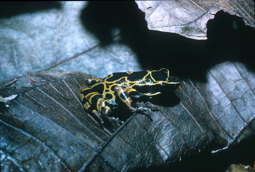 Blackspotted Long-fingered Frog, Cardioglossa nigromaculata