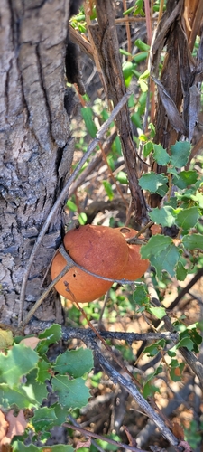 iNaturalist observation photo of California Gall Wasp