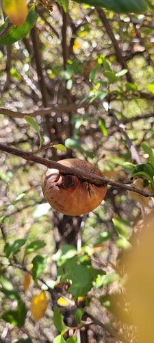 iNaturalist observation photo of California Gall Wasp