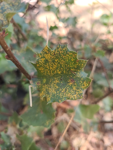 iNaturalist observation photo of beech anthracnose