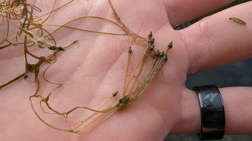 Ruppia occidentalis iNat (1)