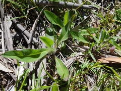 Pilosella aurantiaca