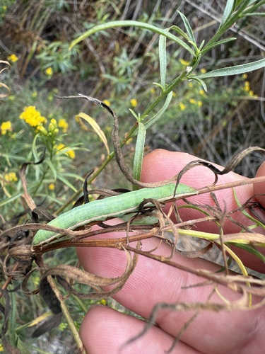 iNaturalist observation photo of Butterflies and Moths