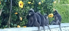 Trachypithecus obscurus