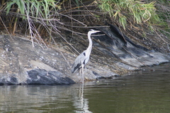 Ardea cinerea
