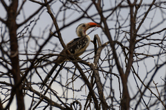 Tockus damarensis