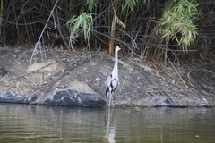 Ardea cinerea
