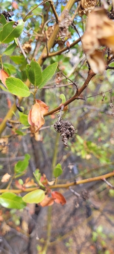 iNaturalist observation photo of Ceanothus Bud Gall Midge