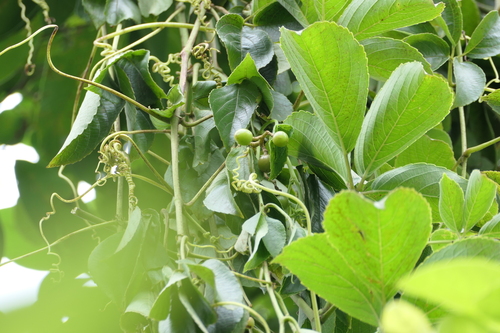 Eared Cyphostemma (Cyphostemma auriculatum)