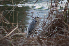 Ardea cinerea