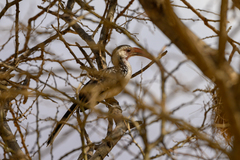 Tockus damarensis