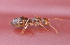 Colobopsis macrocephala