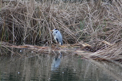 Ardea cinerea
