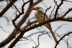 Tockus damarensis