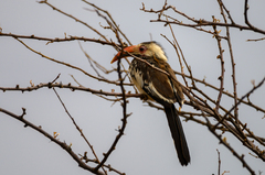 Tockus damarensis