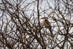 Tockus damarensis