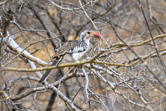 Tockus damarensis