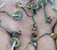 Psilocybe aztecorum