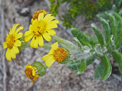 Senecio arniciflorus