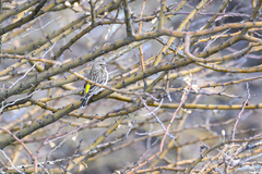 Crithagra atrogularis