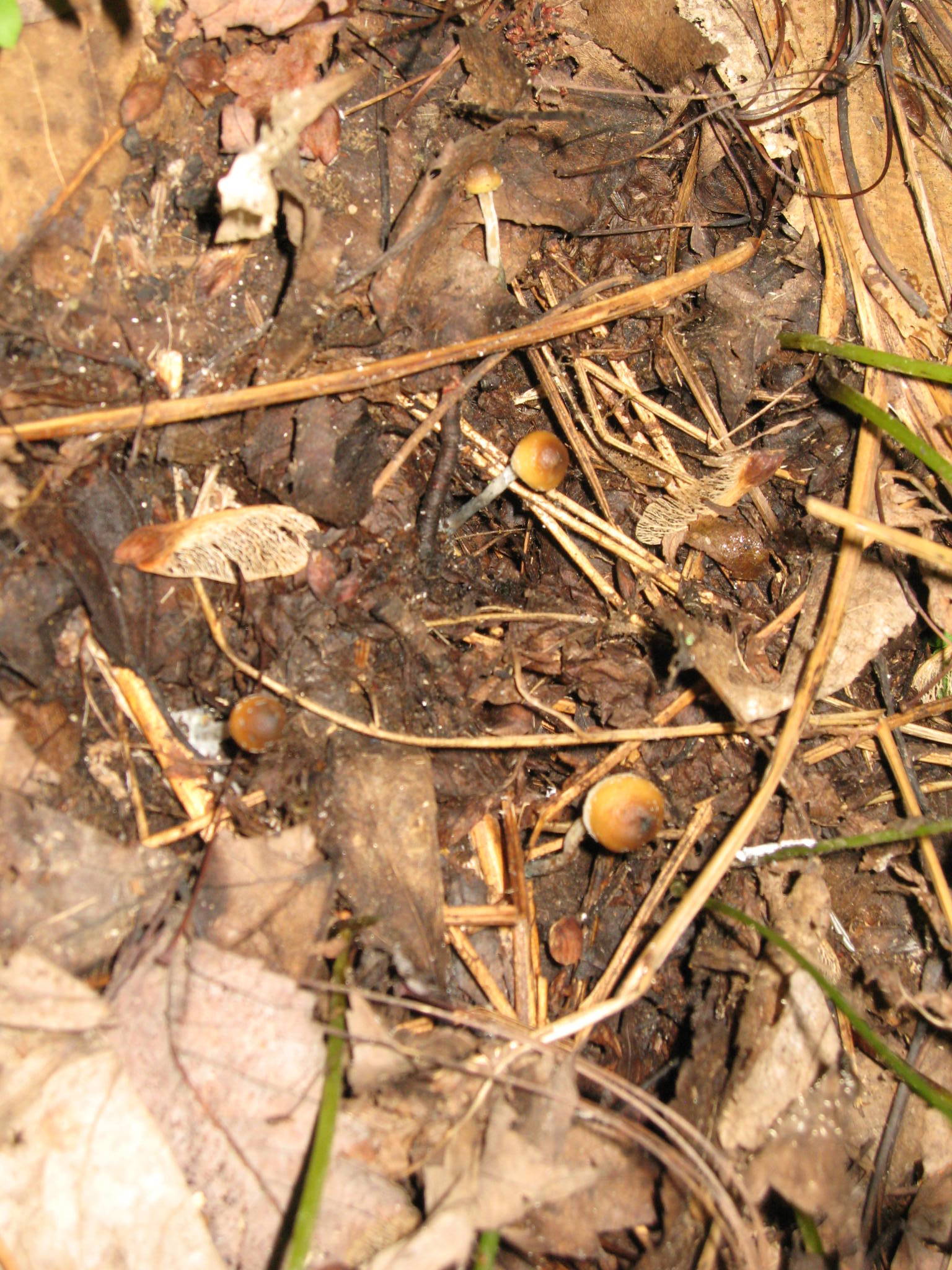 Psilocybe quebecensis image