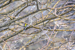 Crithagra atrogularis