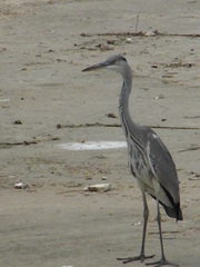 Ardea cinerea