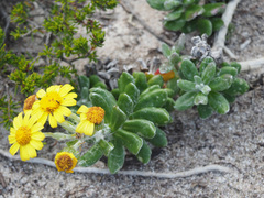 Senecio arniciflorus