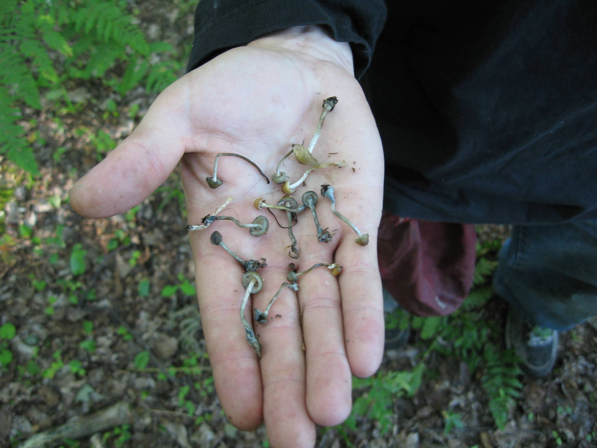 Psilocybe quebecensis image