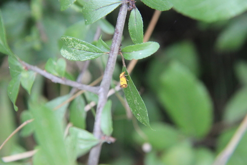 Agapeta zoegana
