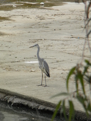Ardea cinerea