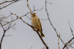 Crithagra atrogularis deserti