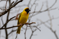 Ploceus velatus caurinus