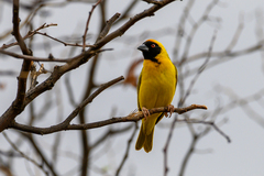 Ploceus velatus caurinus