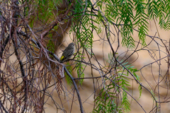 Crithagra atrogularis