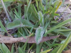 Pilosella aurantiaca